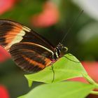 Heliconius-Falter (2014_10_18_EOS 6D_7333_ji)