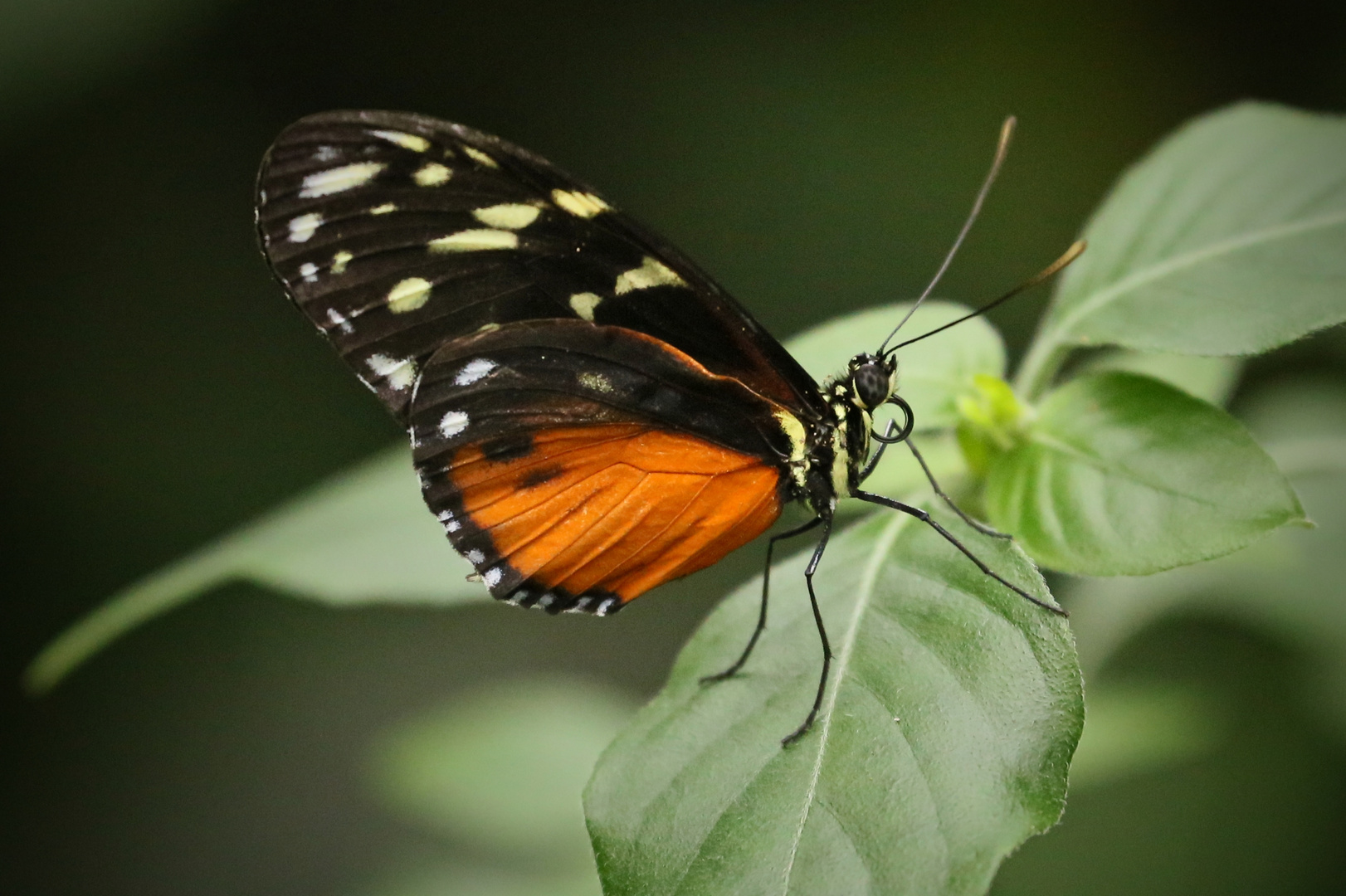 Heliconius-Falter (2014_10_23_EOS 6D_7930_ji)