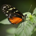 Heliconius-Falter (2014_10_23_EOS 6D_7930_ji)