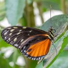 Heliconius hecale (02)