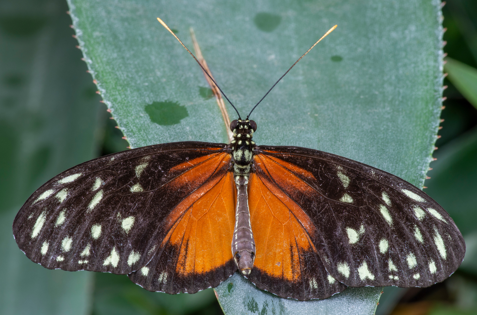 Heliconius hecale 03