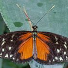 Heliconius hecale 03