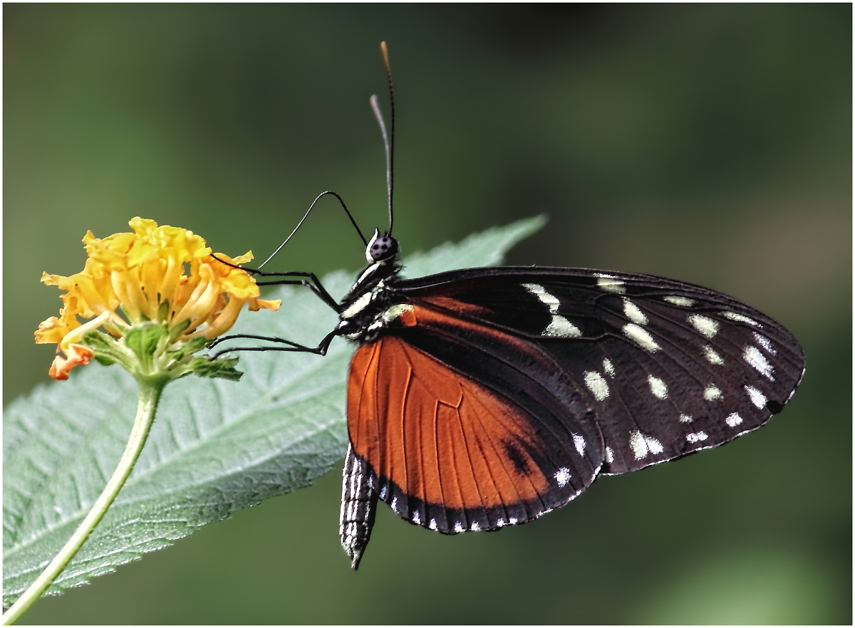 Heliconius hecale