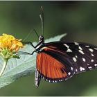 Heliconius hecale