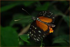 Heliconius hecale