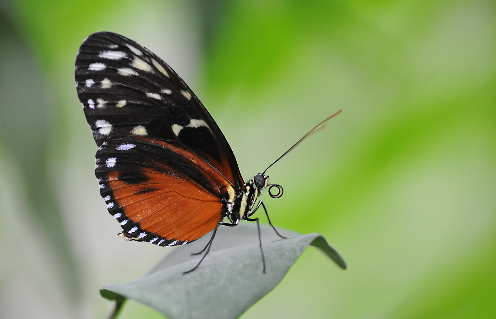 Heliconius hecale