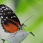 Heliconius hecale