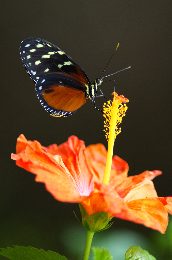 Heliconius hecale 2