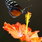 Heliconius hecale 2