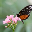 Heliconius hecale