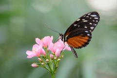 Heliconius hecale