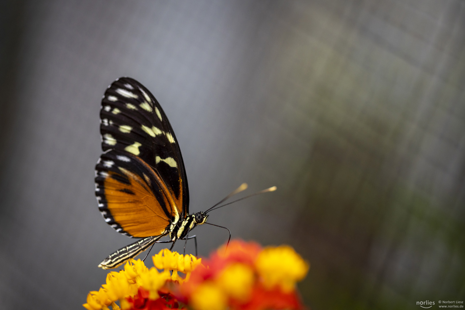 heliconius hecale