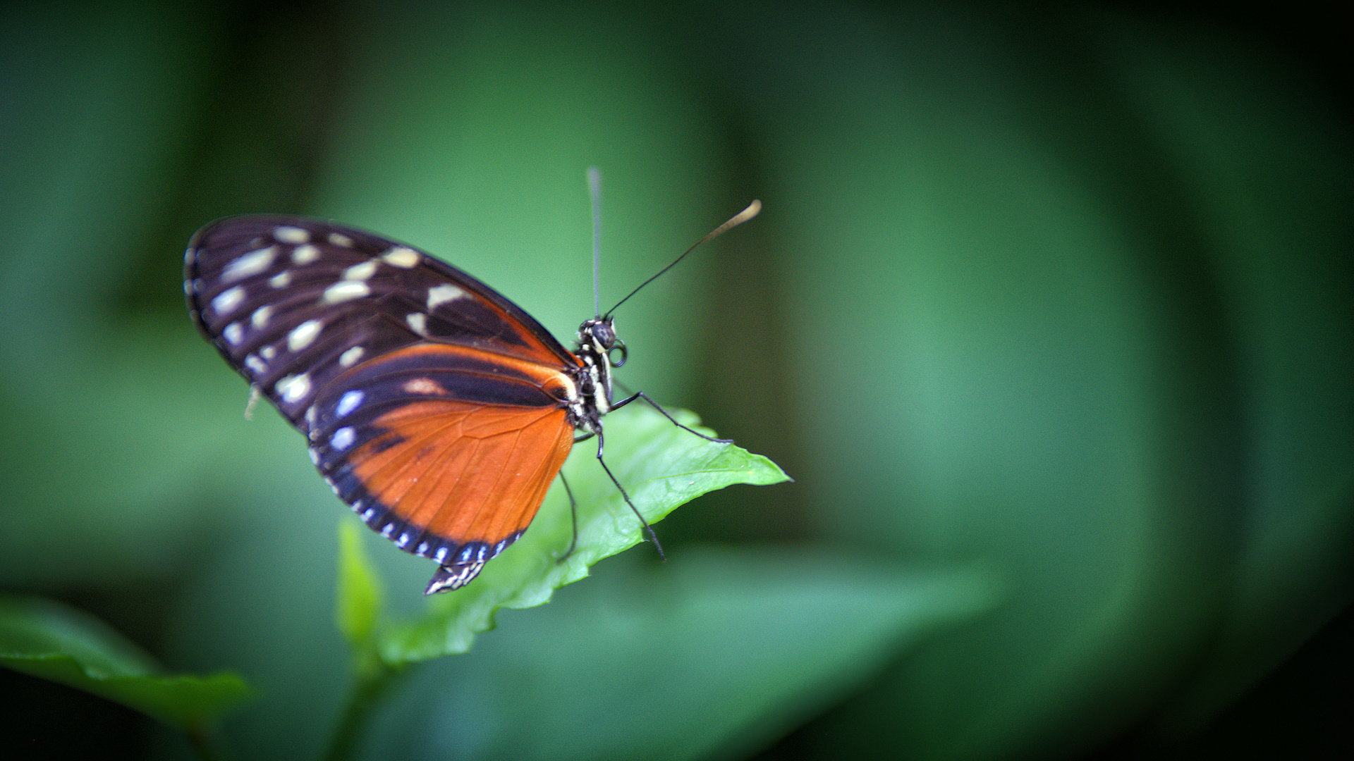 Heliconius hecale