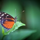 Heliconius hecale