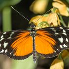 Heliconius hecale