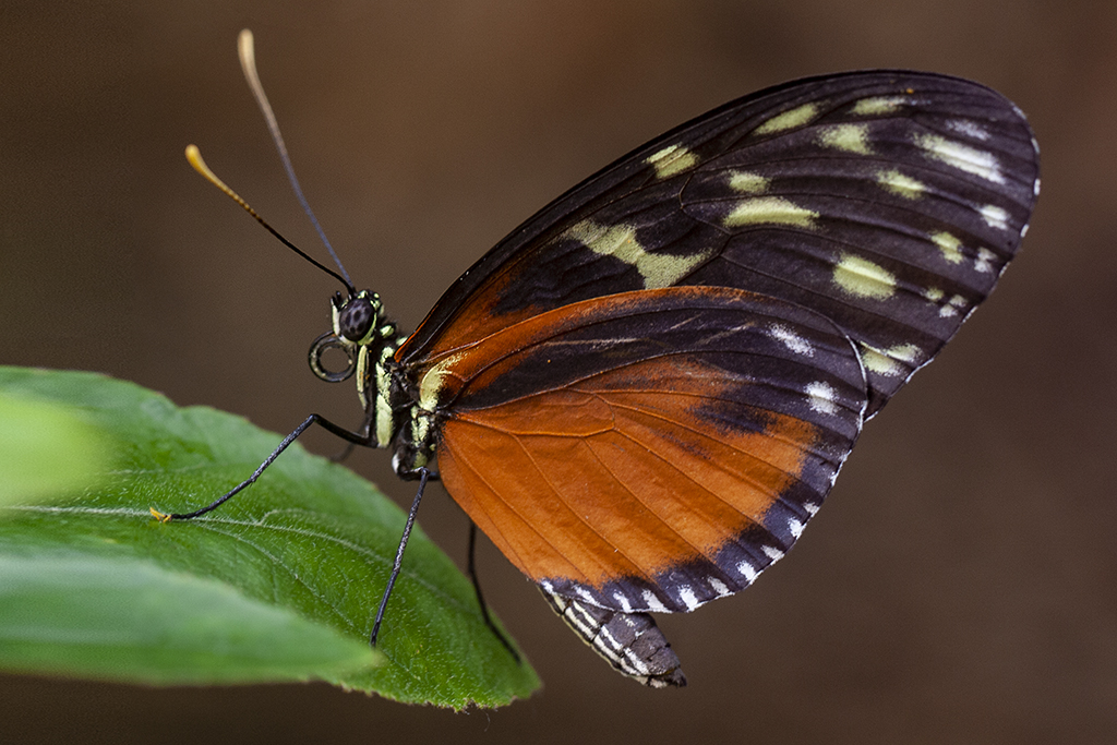 Heliconius hecale