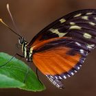 Heliconius hecale