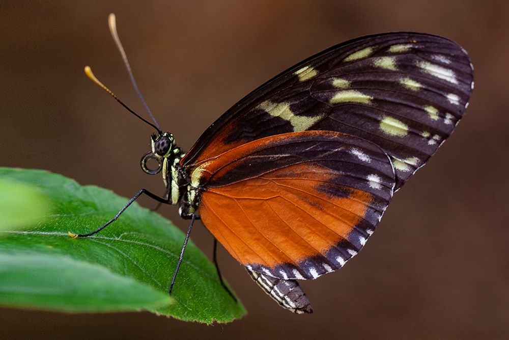 Heliconius hecale