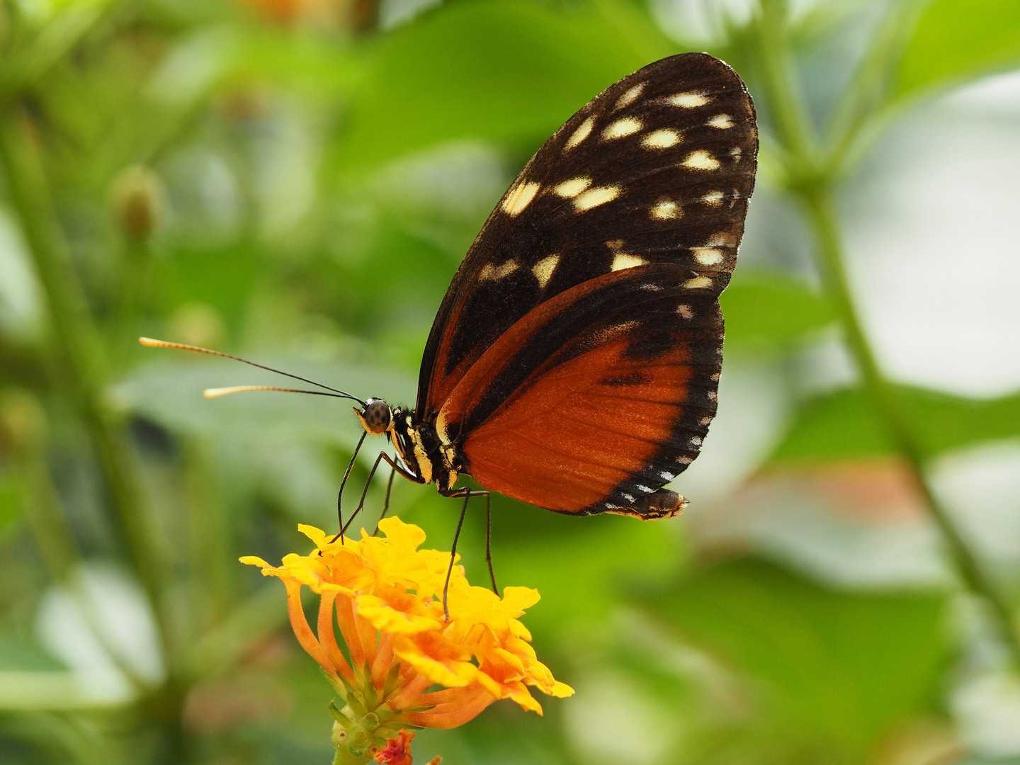 Heliconius hecale