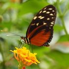 Heliconius hecale