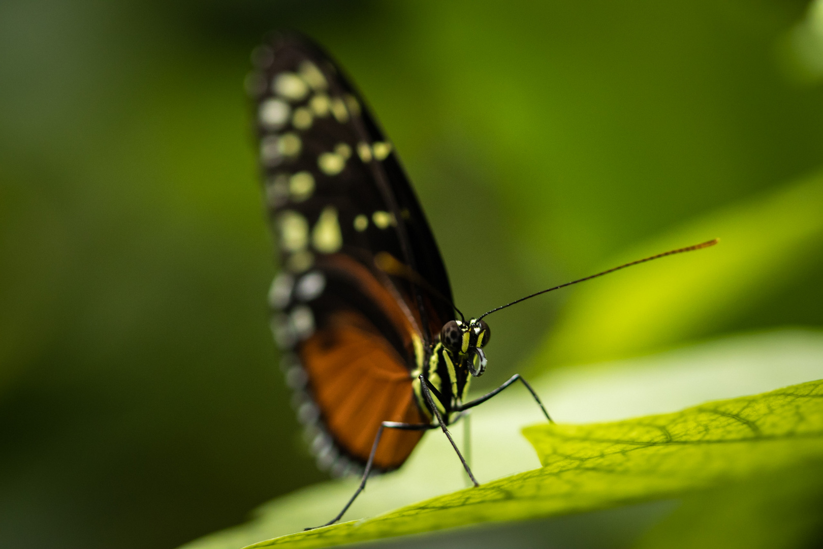 Heliconius hecale