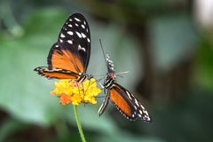 Heliconius hecale