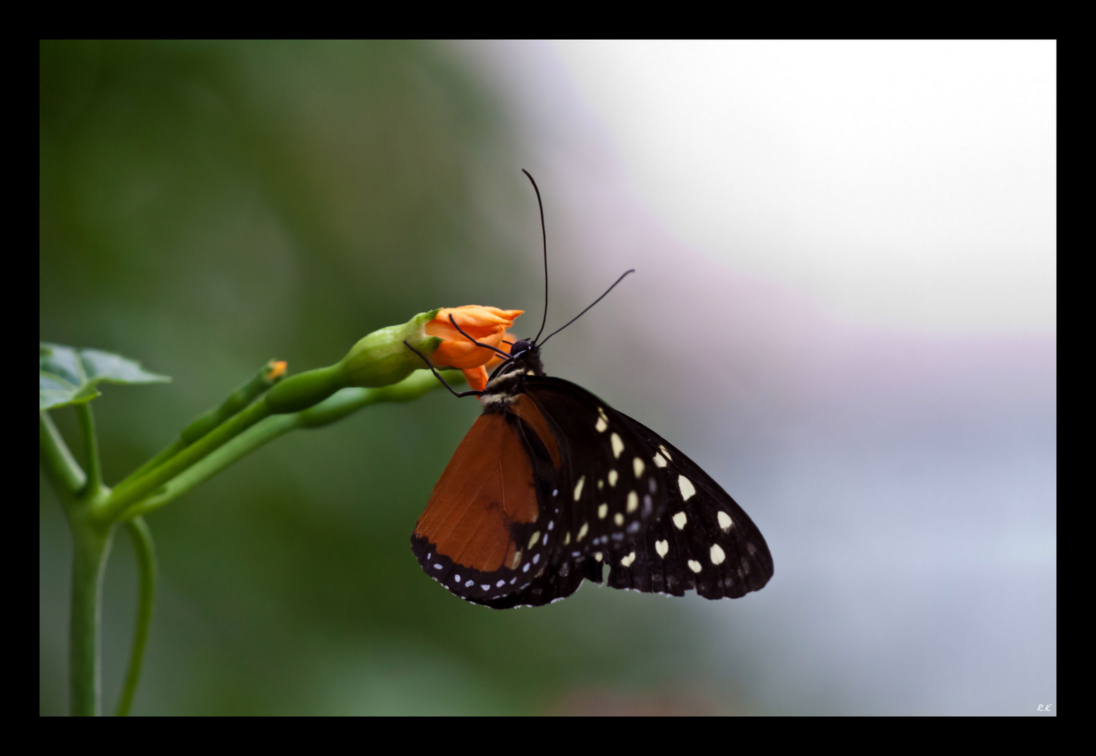 Heliconius Hecale