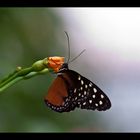 Heliconius Hecale