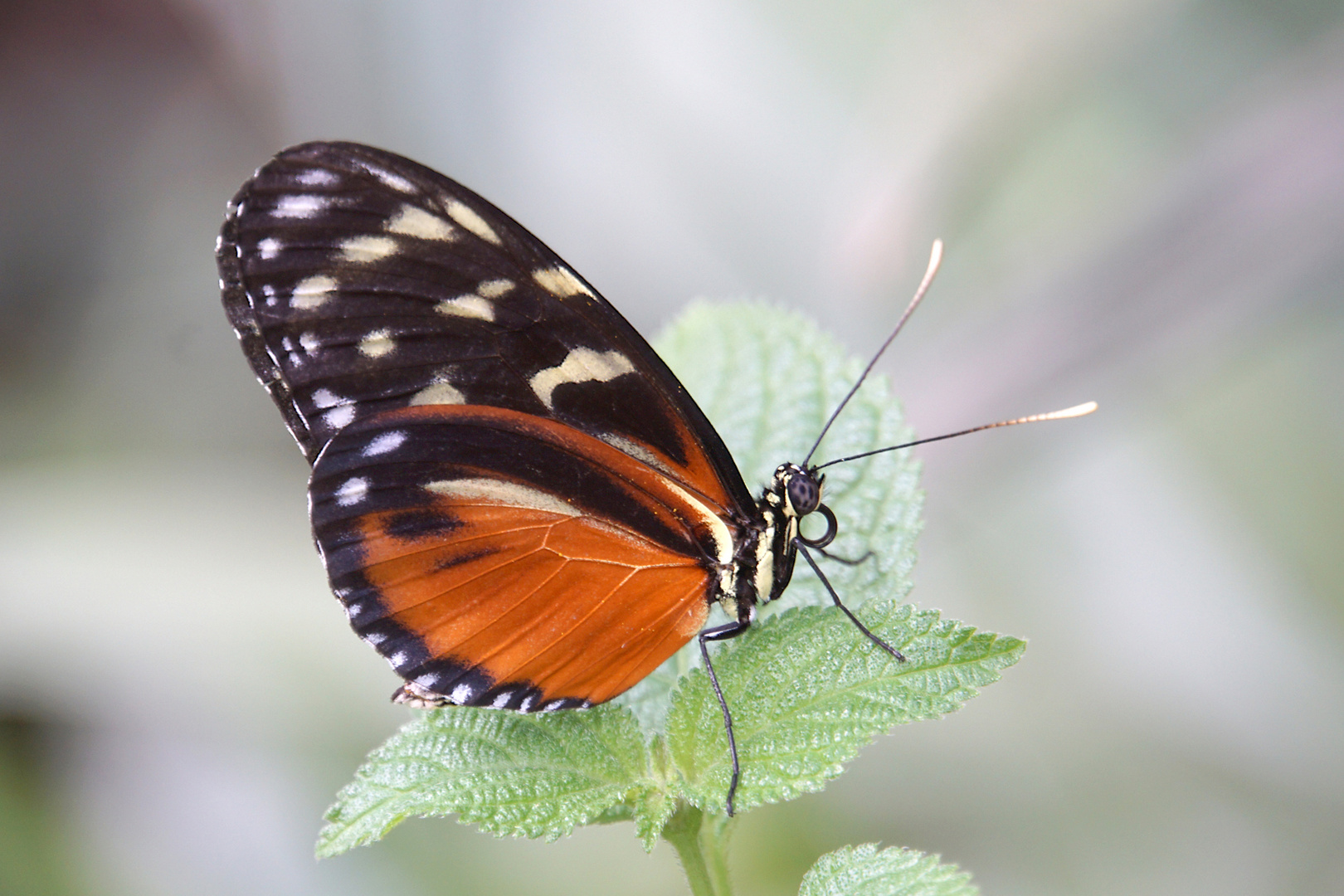 Heliconius hecale