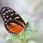 Heliconius hecale