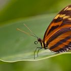 Heliconius hecale