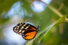 heliconius hecale