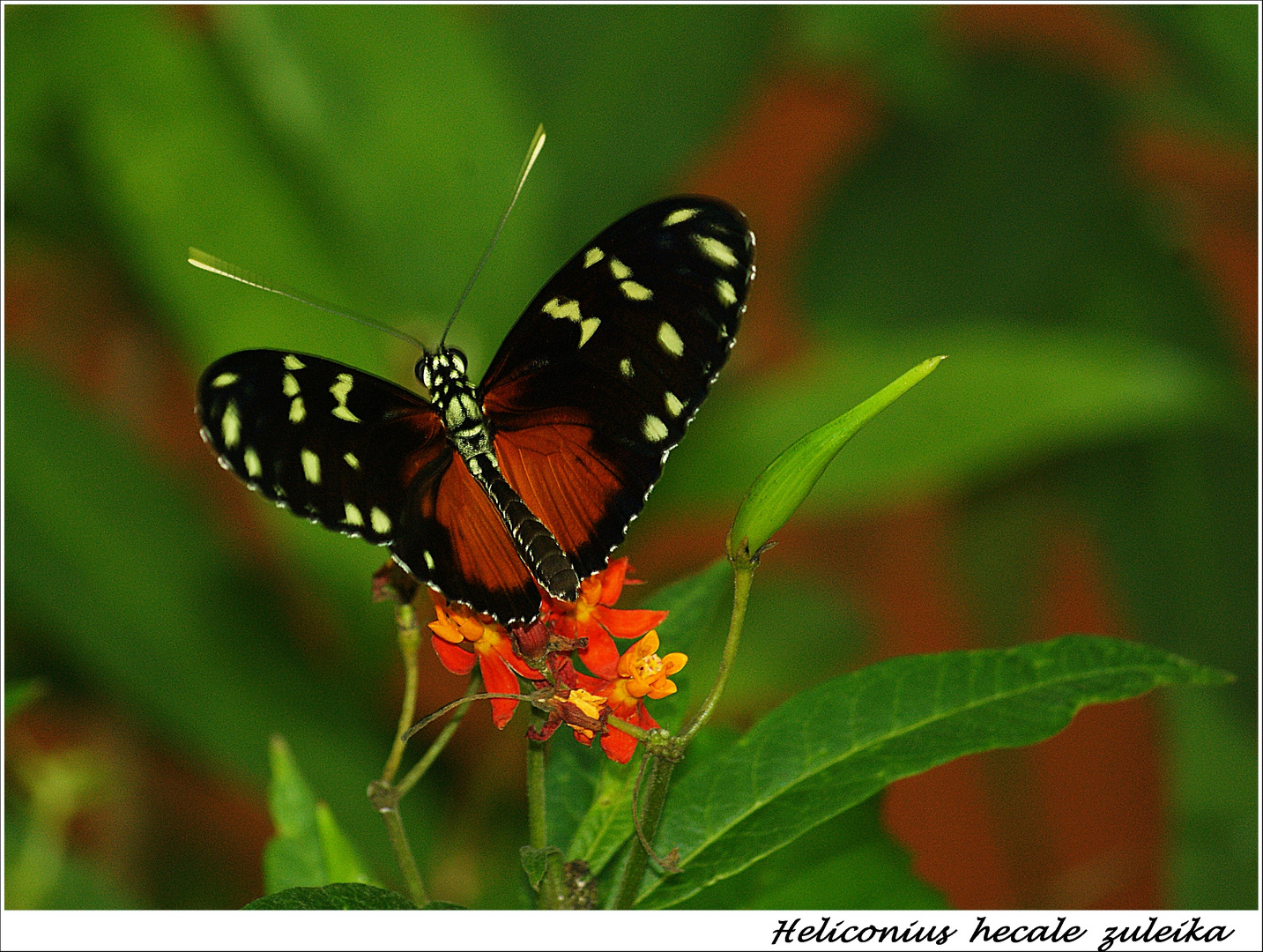 Heliconius hecale