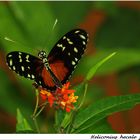 Heliconius hecale