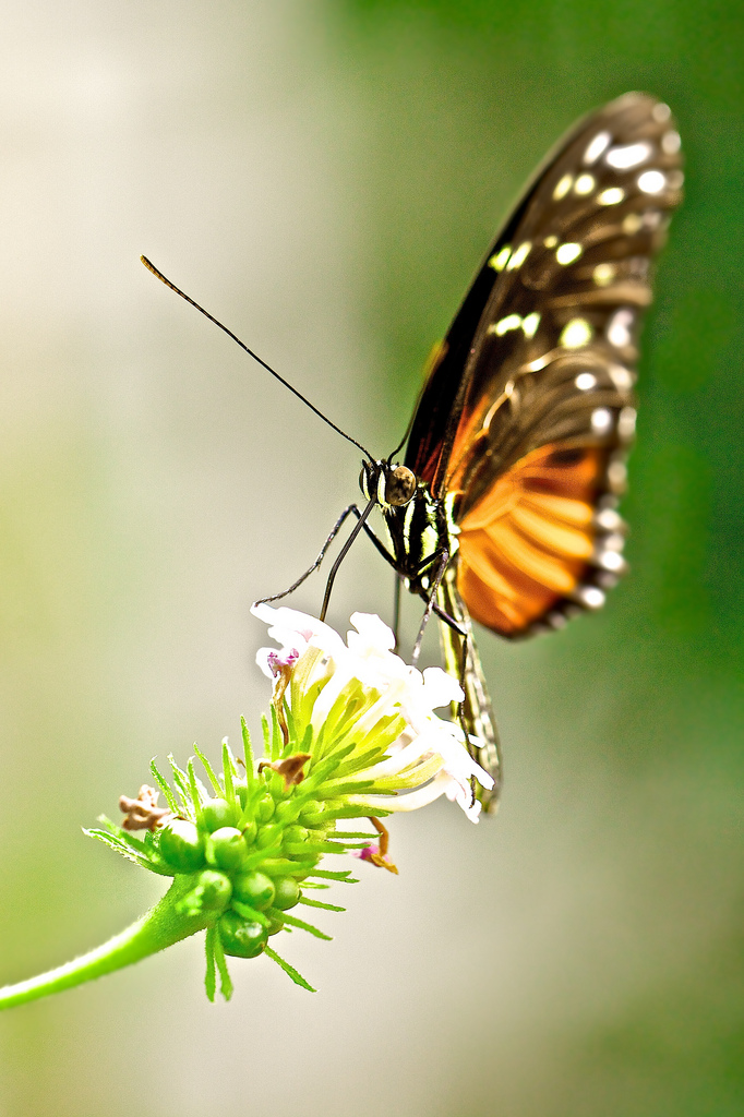 Heliconius Hecale