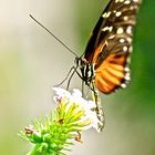 Heliconius Hecale