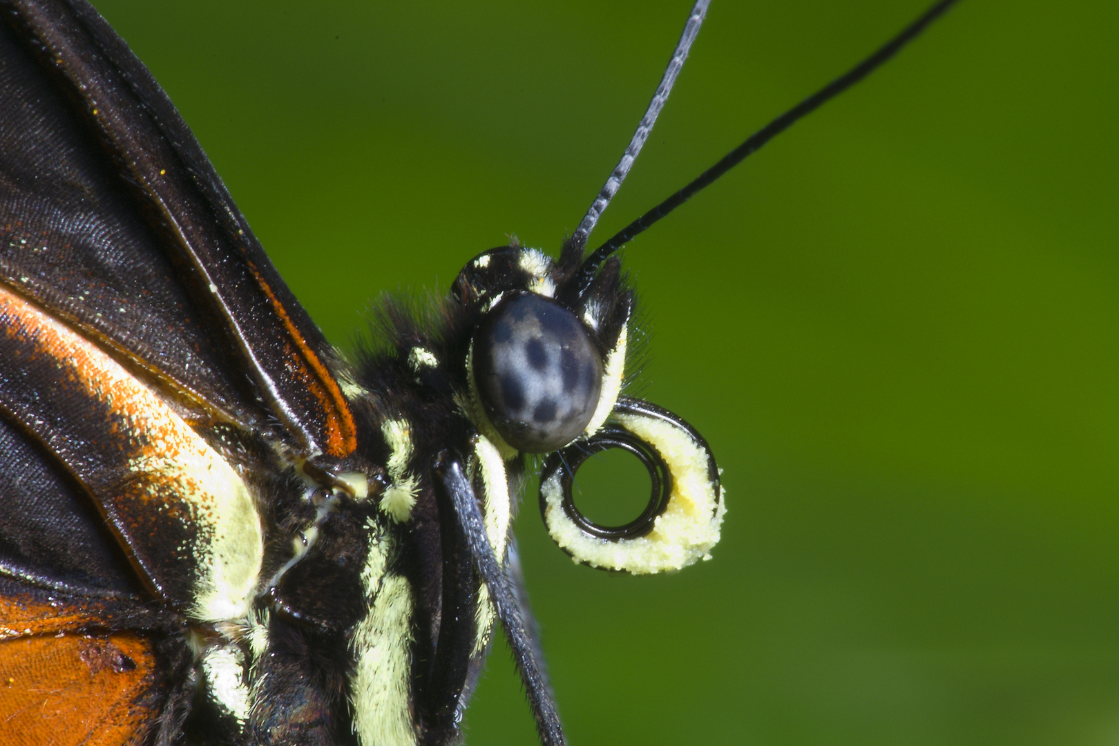 Heliconius hecale