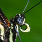 Heliconius hecale