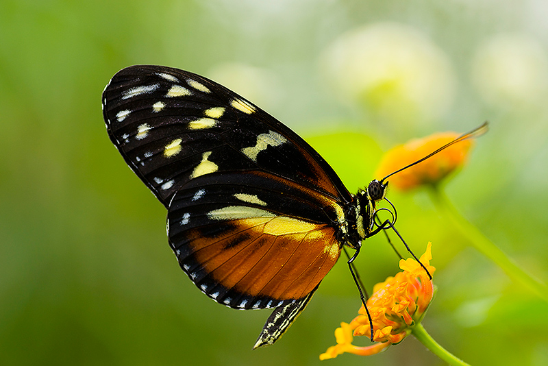 Heliconius Hecale von espiritu 