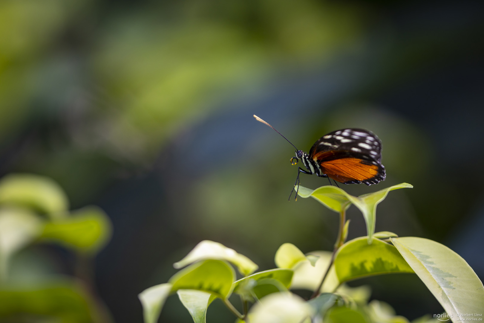 heliconius hecale