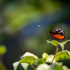 heliconius hecale