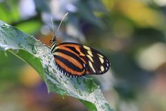 Heliconius hecale