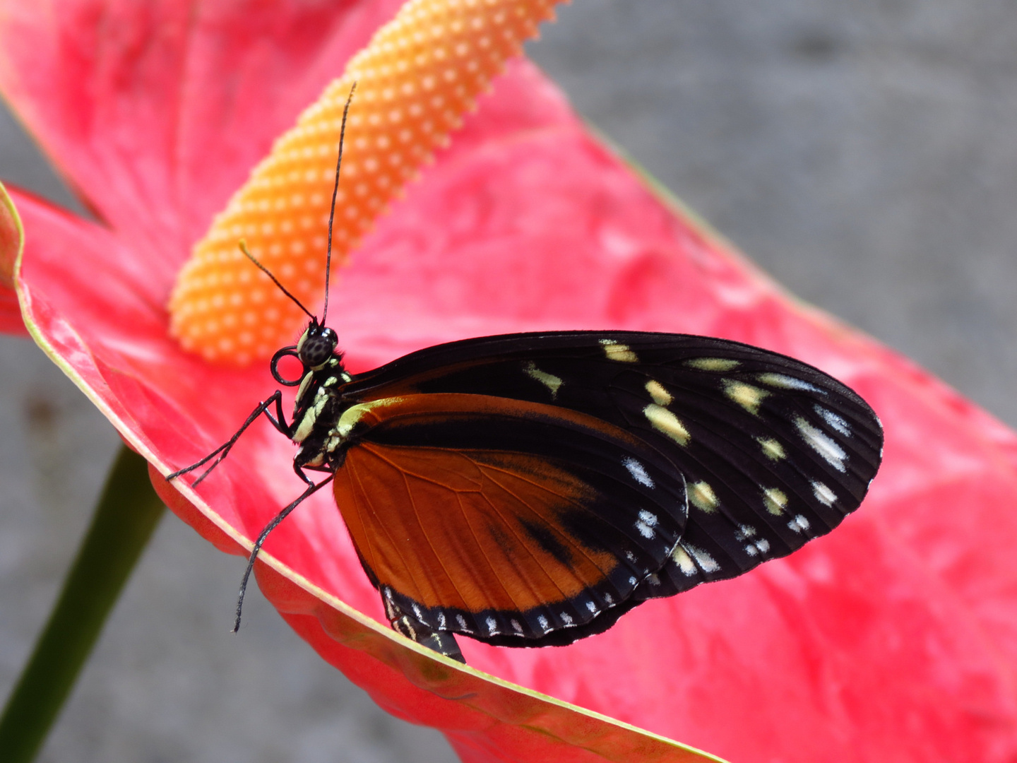 Heliconius hecale