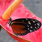 Heliconius hecale