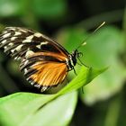 Heliconius hecale