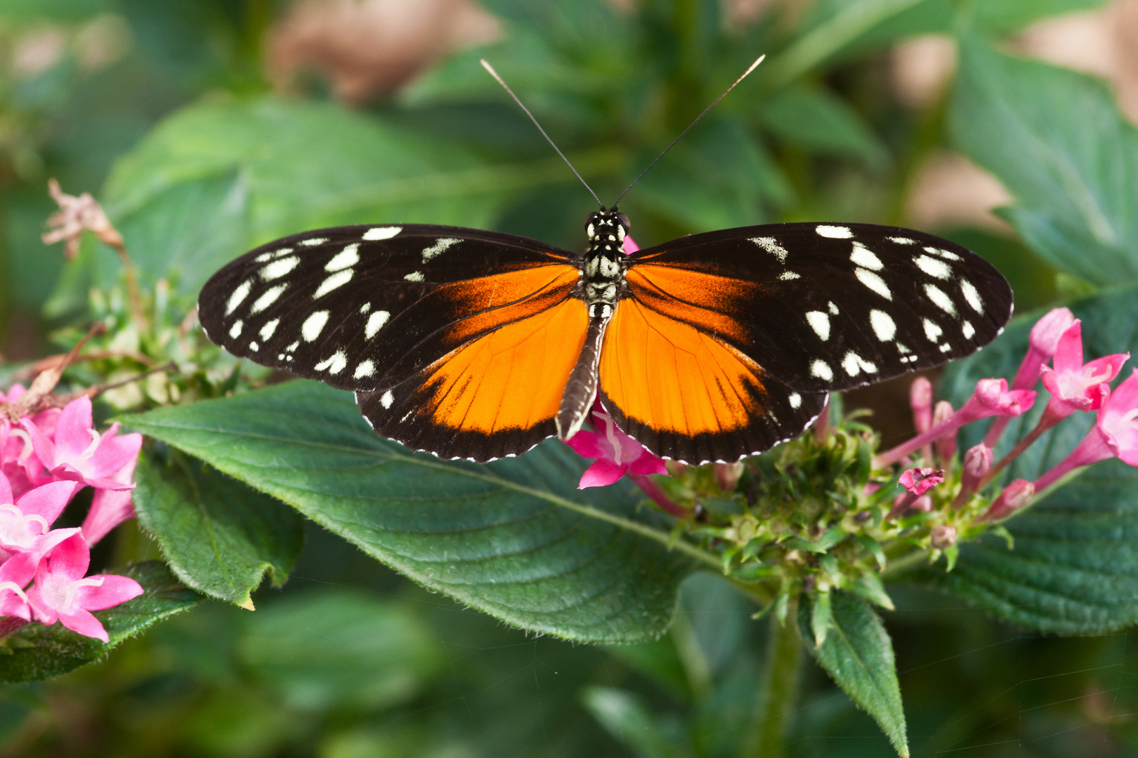 Heliconius hecale