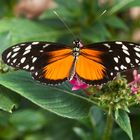 Heliconius hecale