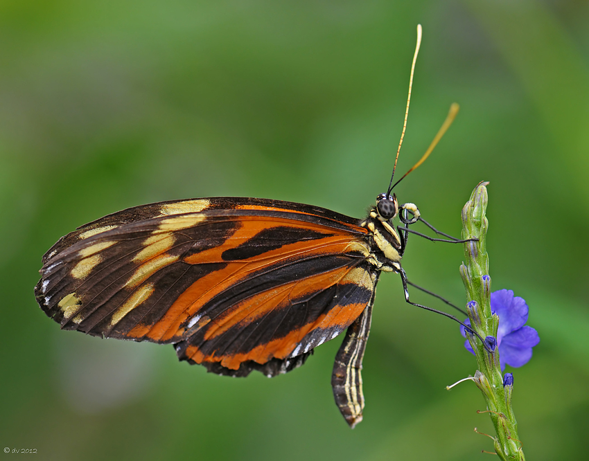 Heliconius hecale