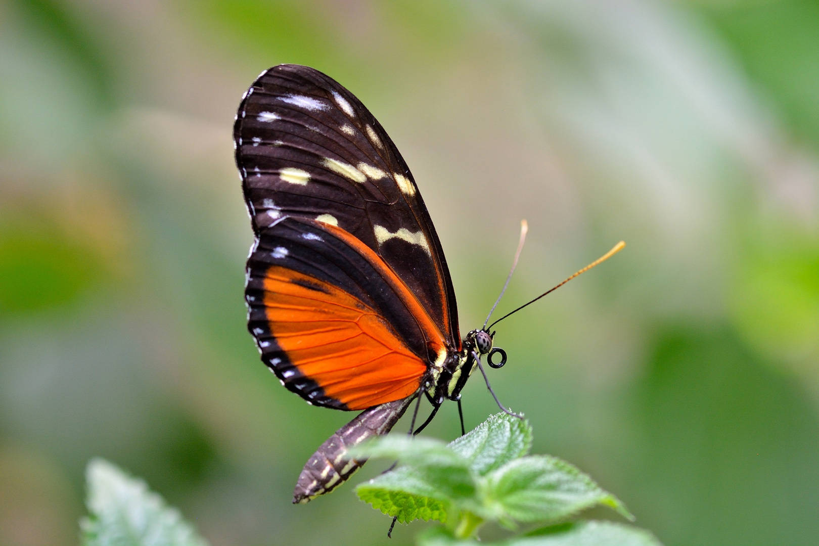 Heliconius Hecale