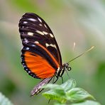 Heliconius Hecale